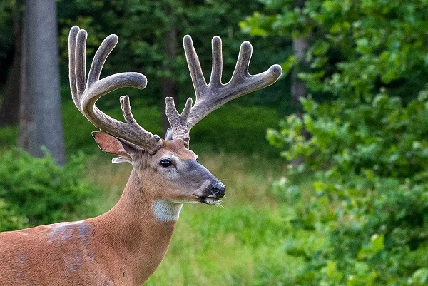 What You Need to Know About Pure Velvet Deer Antler - Knowledge Disk